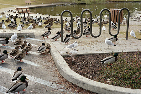 [Several dozen male and female mallards and gulls stand around the empty bike rack and ground surrounding a pond.]